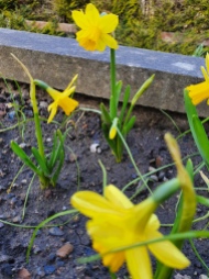 B2 Minature Daffodils 2020 03 22